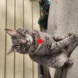 Foto del gato perdido en Severence