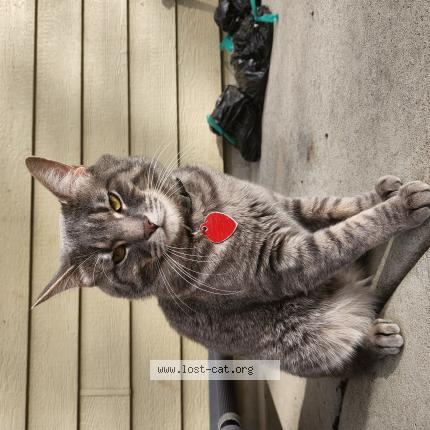 Foto 1/1 Timmy Chat perdido en Severence