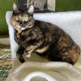 Foto del gato perdido en Saint Thibault Des Vignes