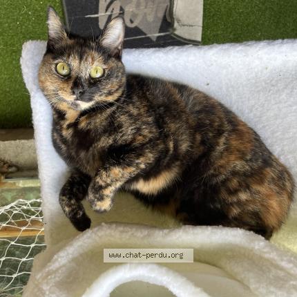 Foto 1/1 Yuma Chat perdido en Saint thibault des vignes