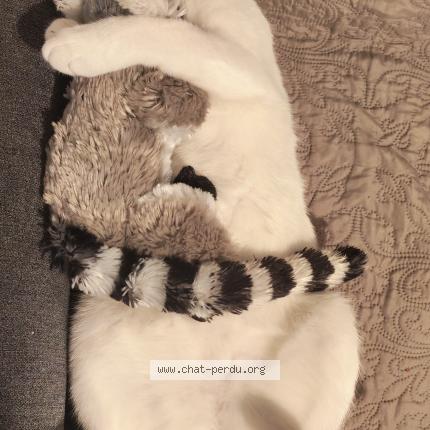 Foto 1/1 Thanos Chat perdido en Attignat