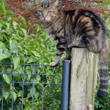 Foto del gato perdido en Plouha