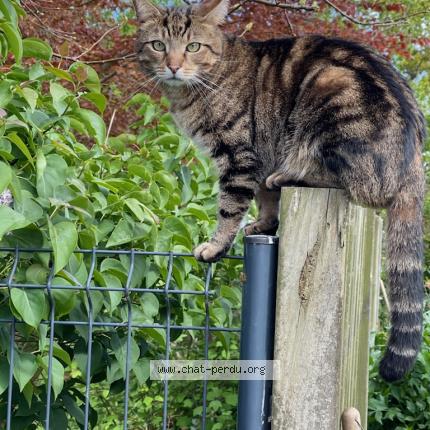 Foto 1/1 Petit Prince Chat perdido en Plouha