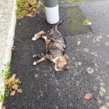Foto de gato encontrado en Cholet