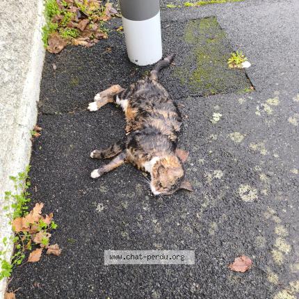 Foto 1/1 Gato encontrado Encontrado en Cholet