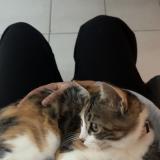 Foto del gato perdido en Montauban