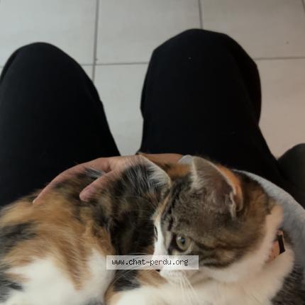 Foto 1/1 Mina Chat perdido en Montauban