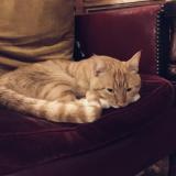 Foto de gato encontrado en Paris