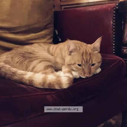 Foto 1/1 Gato encontrado Encontrado en Paris