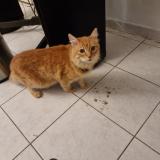 Foto del gato perdido en Toulon
