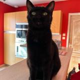 Foto del gato perdido en Saint Laurent D Aigouze