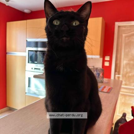 Foto 1/1 Taïga Chat perdido en Saint laurent d aigouze