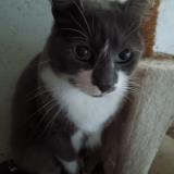 Foto del gato perdido en Bosroumois