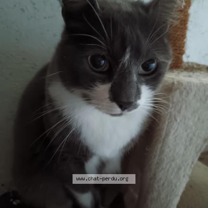 Foto 1/1 Rocky Chat perdido en Bosroumois