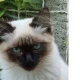 Foto del gato perdido en Moreac