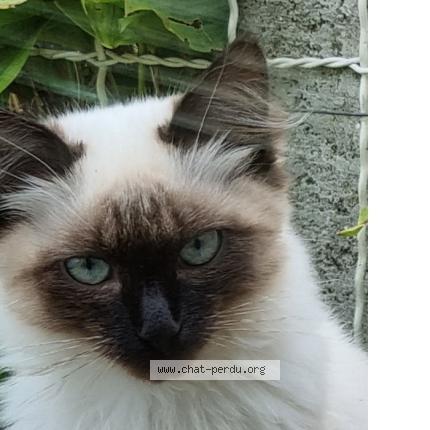 Foto 1/1 Tomix Chat perdido en Moreac