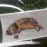 Foto del gato perdido en Beaufort