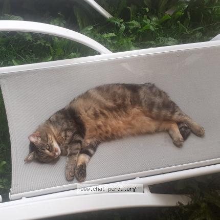 Foto 1/1 API Chat perdido en Beaufort