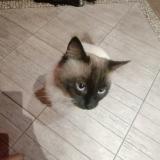 Foto del gato perdido en Fontes