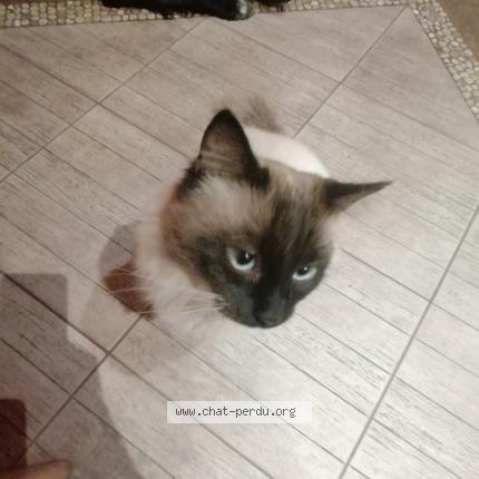 Foto 1/1 Stella Chat perdido en Fontes