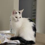 Foto del gato perdido en Sombernon