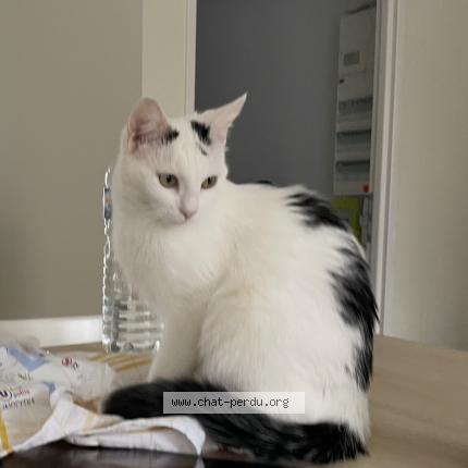 Foto 1/1 Teacup Chat perdido en Sombernon