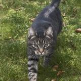 Foto de gato encontrado en Strasbourg