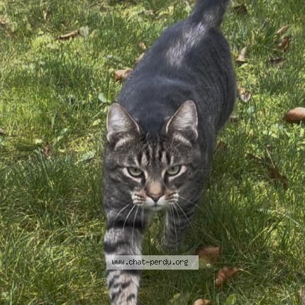 Foto 1/1 Gato encontrado Encontrado en Strasbourg