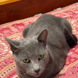 Foto del gato perdido en Parramatta