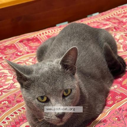 Foto 1/1 Pebble Chat perdido en Parramatta