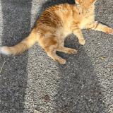 Foto de gato encontrado en Castelnau Le Lez