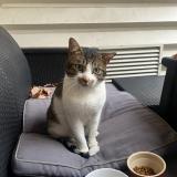 Foto de gato encontrado en Clichy Sous Bois