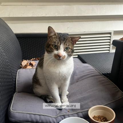 Foto 1/1 Gato encontrado Encontrado en Clichy sous bois