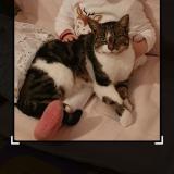 Foto del gato perdido en Sache