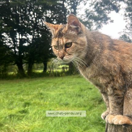 Foto 1/1 Gato encontrado Encontrado en Hampteau