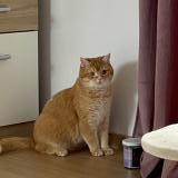 Foto del gato perdido en Sierentz