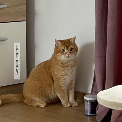 Foto 1/3 Richy Chat perdido en Sierentz