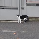 Foto de gato encontrado en Toulouse