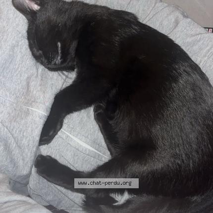 Foto 1/1 Simba Chat perdido en Coquelles