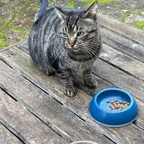 Foto de gato encontrado en Nimes Courbessac