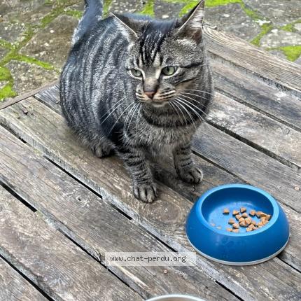 Foto 1/1 Gato encontrado Encontrado en Nimes courbessac