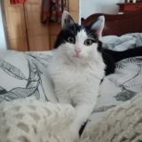 Foto del gato perdido en Bussac Sur Charente