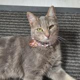 Foto del gato perdido en Verac