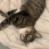 Foto del gato perdido en Saint Esteve