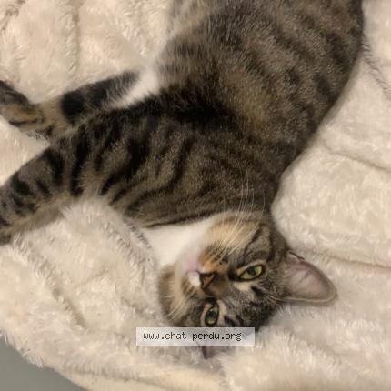 Foto 1/1 Lux Chat perdido en Saint esteve