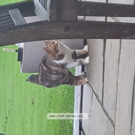 Foto 1/1 Gato encontrado Encontrado en Port en bessin huppain