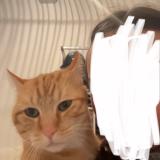 Foto del gato perdido en Montauban