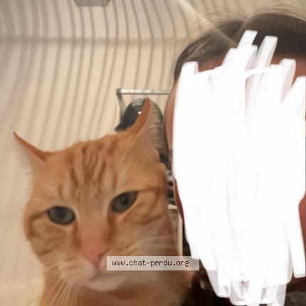 Foto 1/1 Chouchou Chat perdido en Montauban