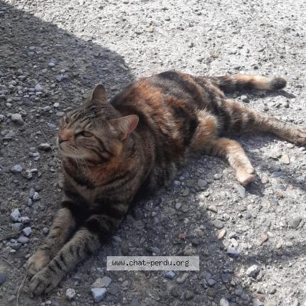 Foto 1/1 TIANA Chat perdido en Chateau arnoux st auban