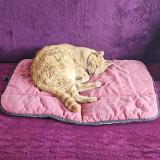 Foto del gato perdido en Toulon